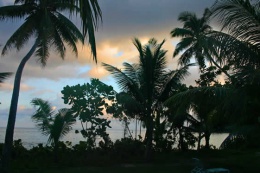 Palms and Clouds