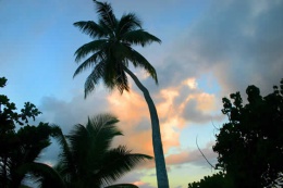 One-palm sunset